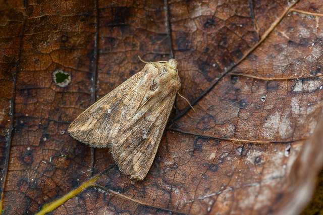 Mythimna albipuncta - fehérpettyes rétibagoly