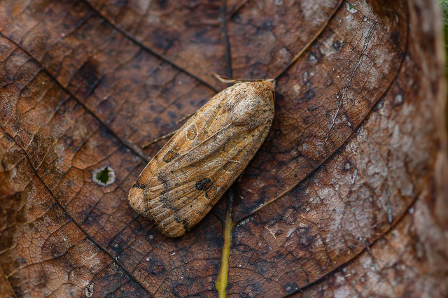 Noctua interposita - köztes sárgafűbagoly