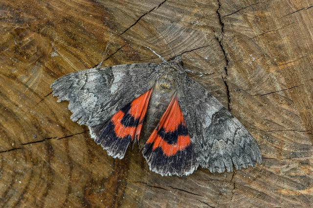 Catocala nupta - piros övesbagoly