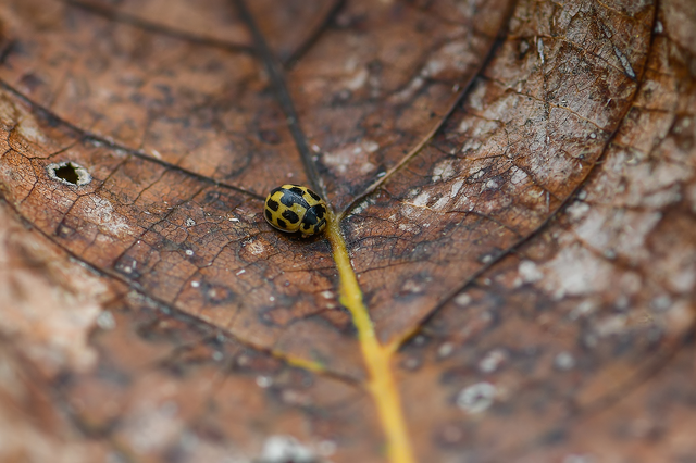 Propylea quatuordecimpunctata - tizennégypettyes füsskata