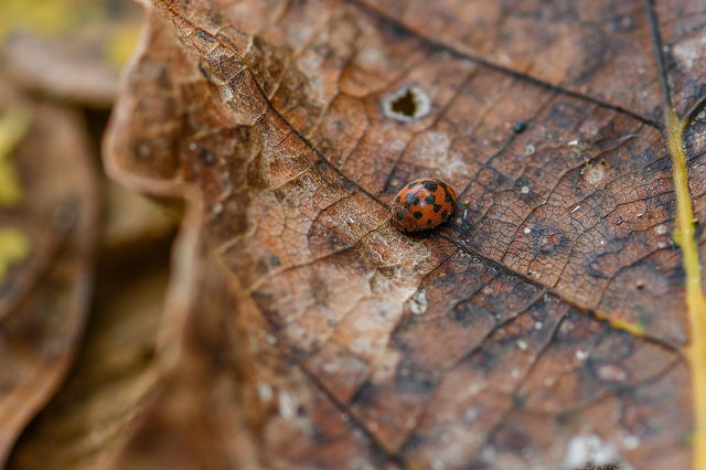 Subcoccinella vigintiquatuorpunctata - lucernaböde