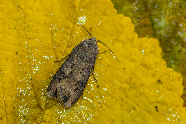 Agrotis ipsilon - nagy földibagoly