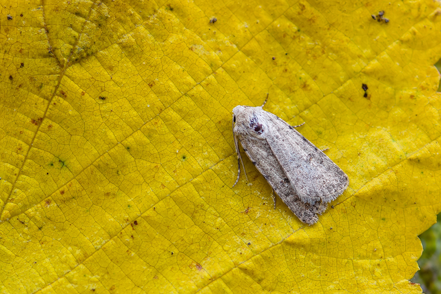 Paradrina clavipalpis - közönséges selymesbagoly