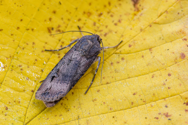 Agrotis ipsilon - nagy földibagoly