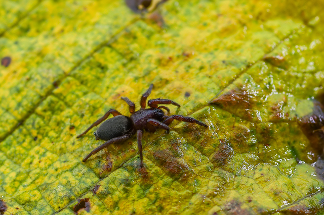 Scotophaeus