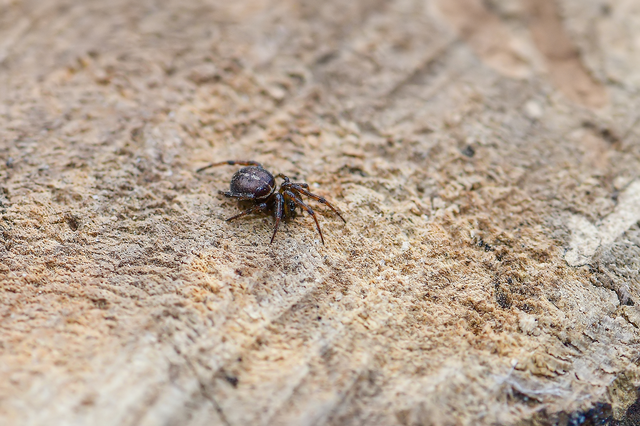 Steatoda bipunctata - kétpettyes faggyúpók