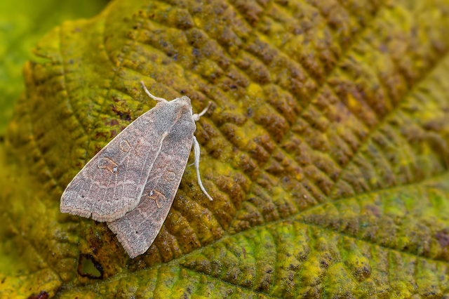 Cirrhia ocellaris - fakó sárgabagoly Cirrhia ocellaris - fakó sárgabagoly