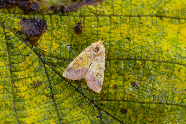 Tiliacea aurago - aranyló sárgabagoly