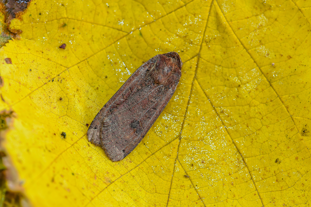 Noctua pronuba - nagy sárgafűbagoly