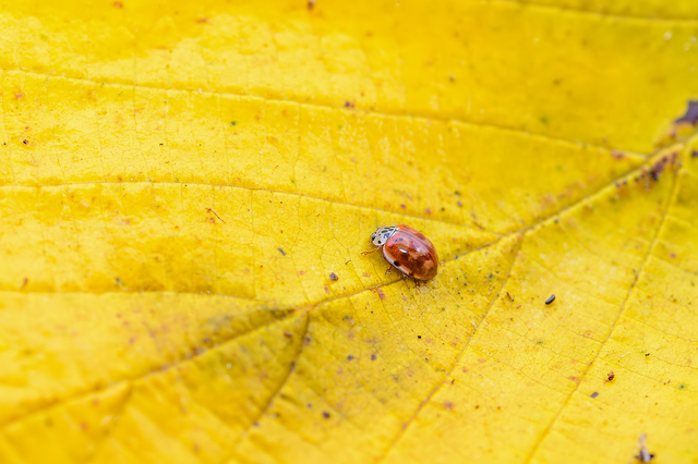 Harmonia quadripunctata - négypettyes katica