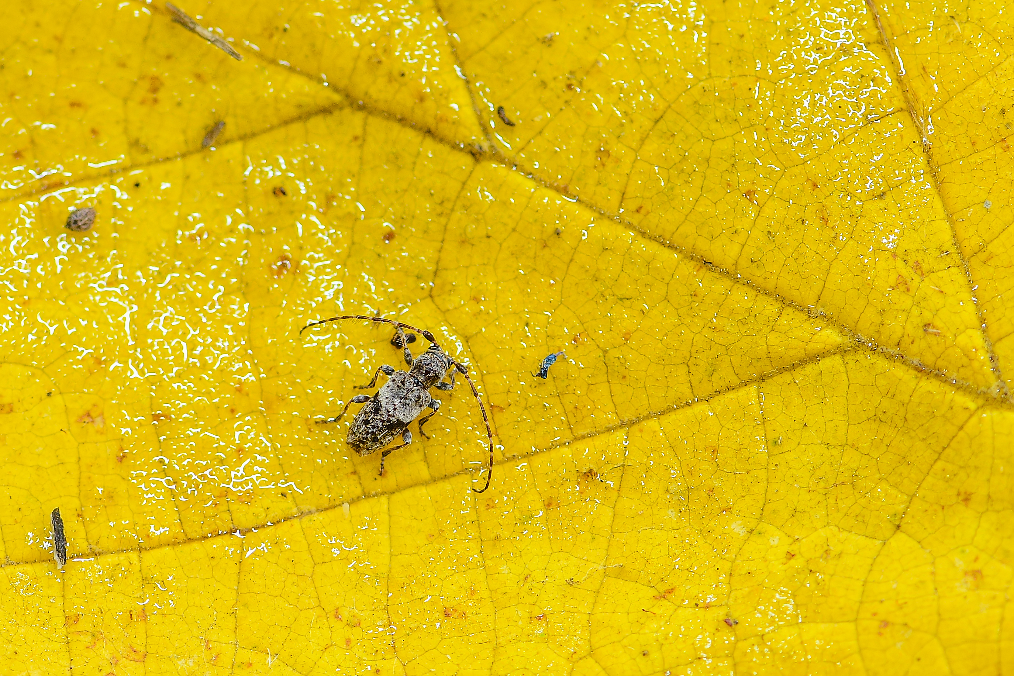 Pogonocherus decoratus - díszes ecsetcincér