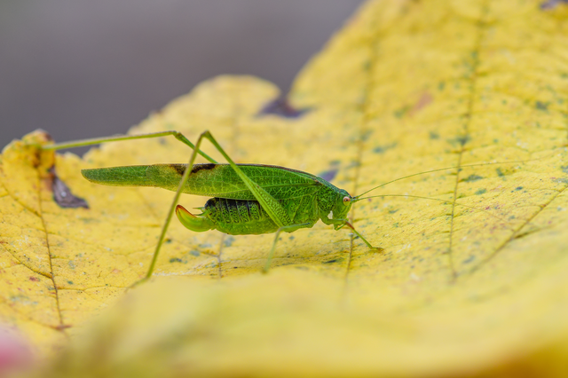 Phaneroptera nana - pontozott repülőszöcske
