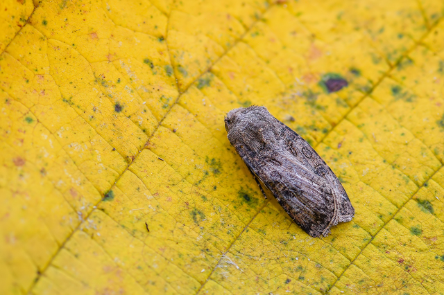 Agrotis segetum - vetési földibagoly