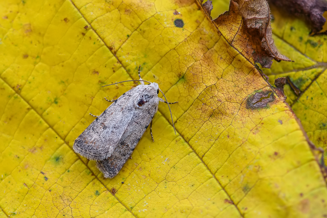 Paradrina clavipalpis - közönséges selymesbagoly