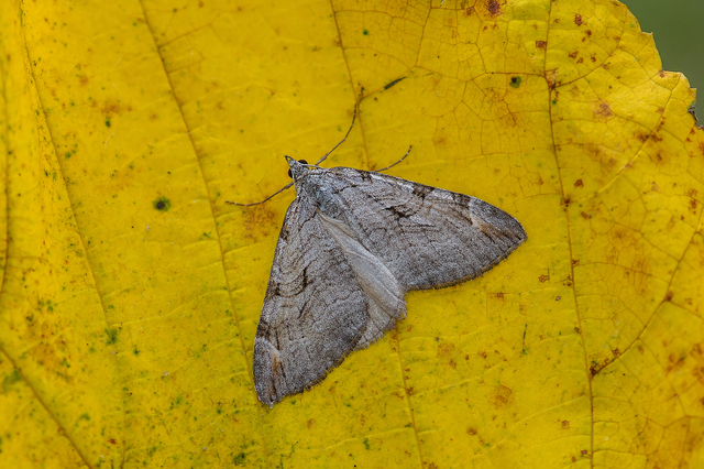 Aplocera efformata/plagiata