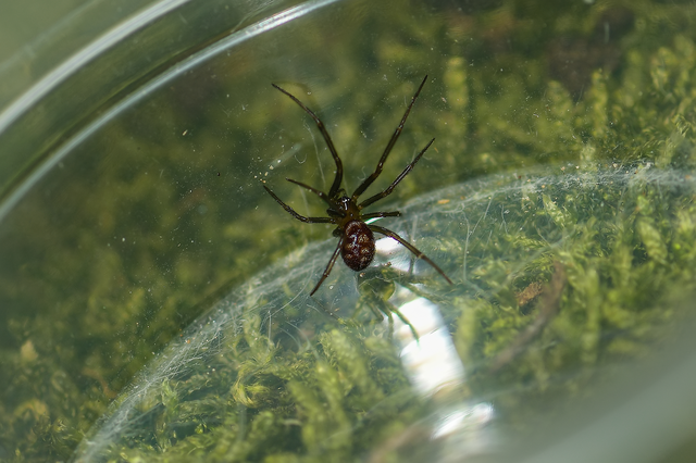 Steatoda grossa - nagy faggyúpók