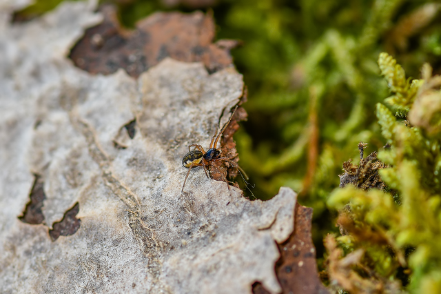 Pachygnatha degeeri