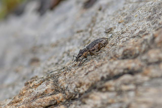 Tanymecus palliatus - közönséges hegyesfarúbarkó