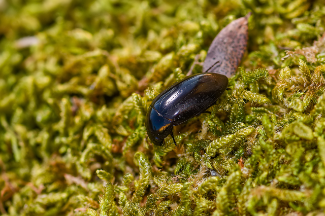 Hydrochara caraboides - kis csibor