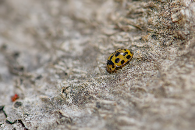 Propylea quatuordecimpunctata - tizennégypettyes füsskata
