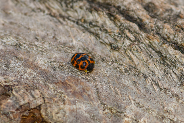 Harmonia axyridis - harlekinkatica