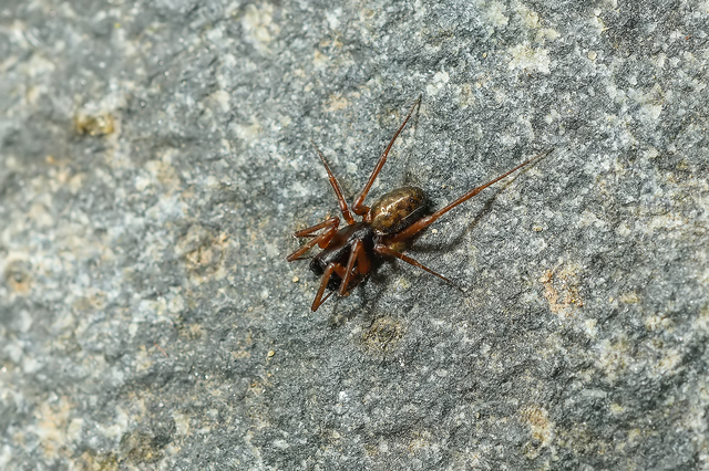 Neriene clathrata - rácsozott vitorlapók