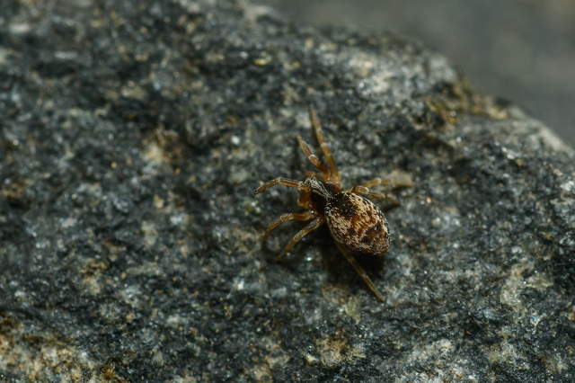 Dictynidae - hamvaspókok
