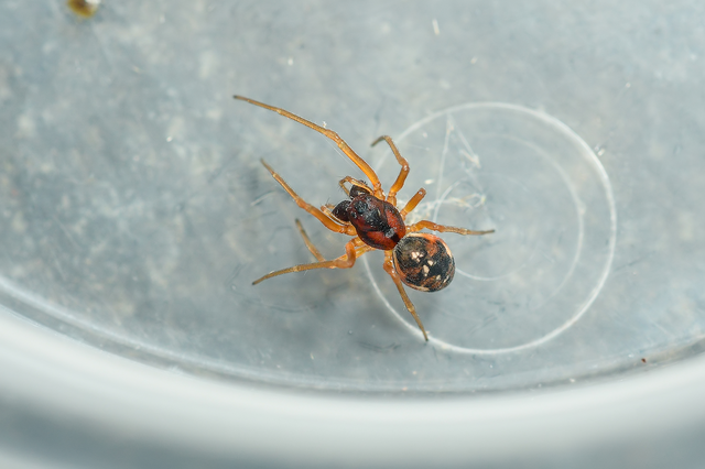 Pachygnatha listeri