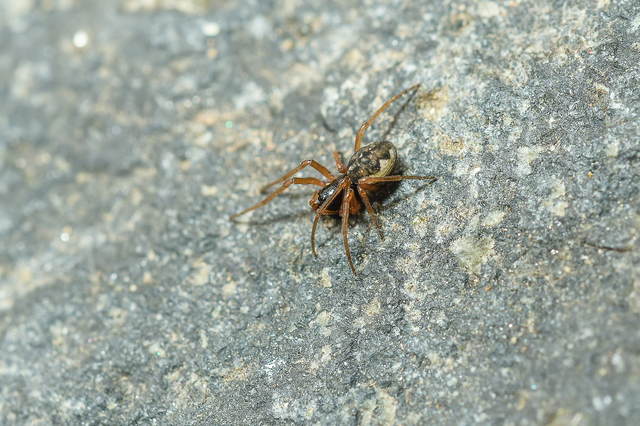 Pachygnatha degeeri