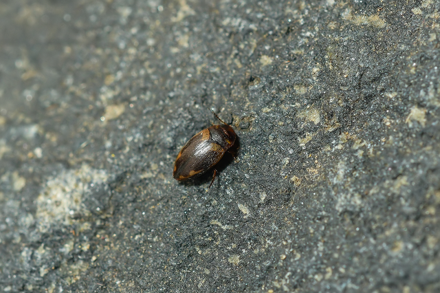 Hydroporus palustris - mocsári kiscsíkbogár