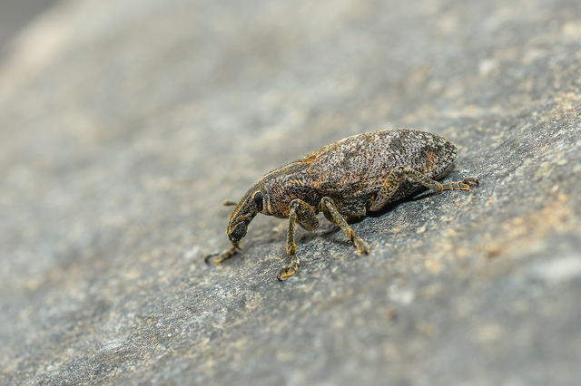 Cleonis pigra - közönséges bogáncsbarkó