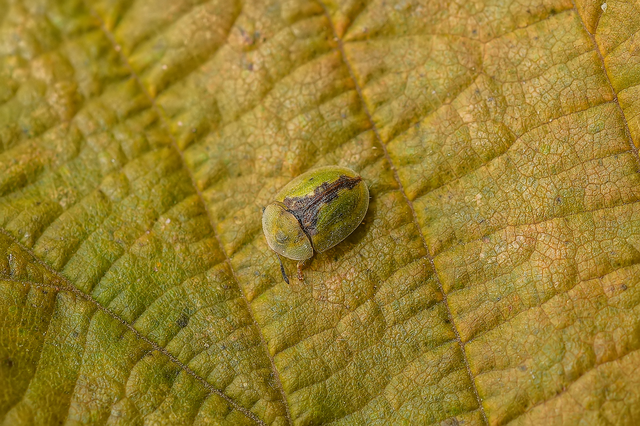 Cassida