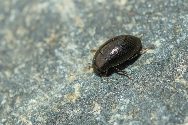 Hydrobius