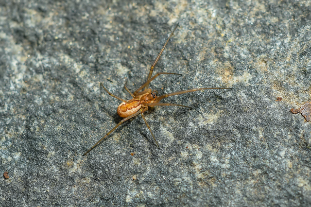 Neriene radiata - szegélyes vitorláspók