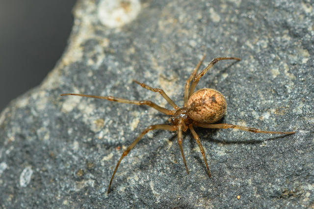 Parasteatoda