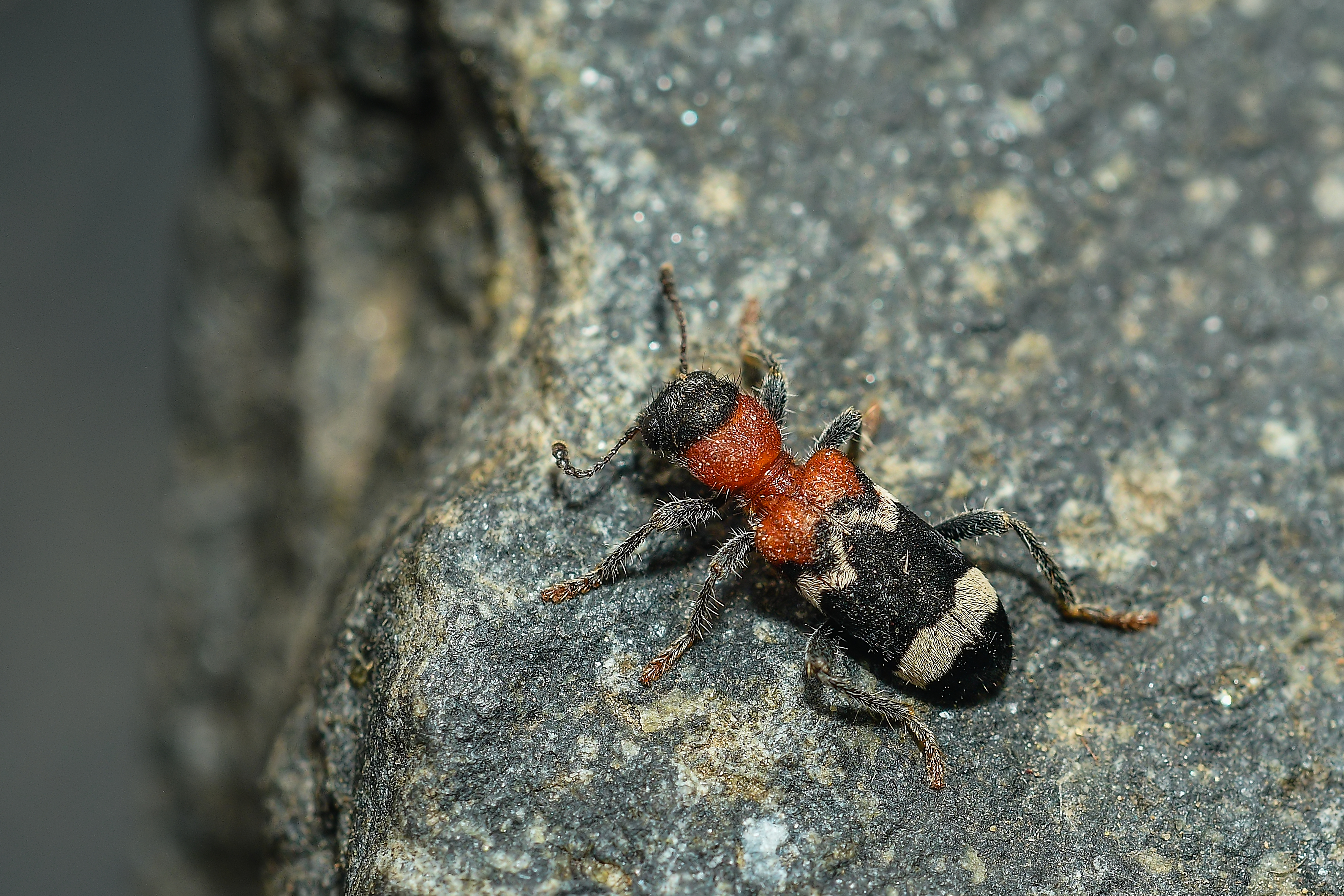 Thanasimus formicarius - vörösnyakú szúfarkas