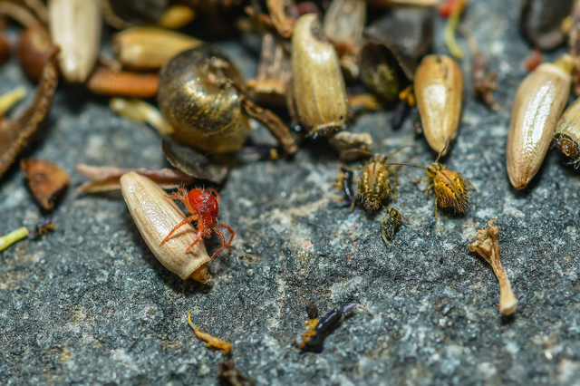 Sminthurus maculatus