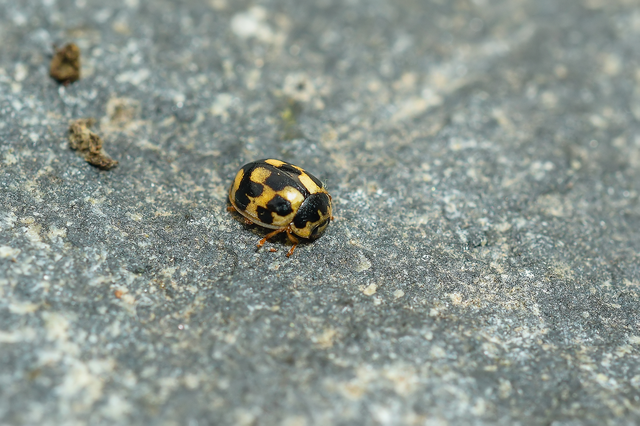 Propylea quatuordecimpunctata - tizennégypettyes füsskata