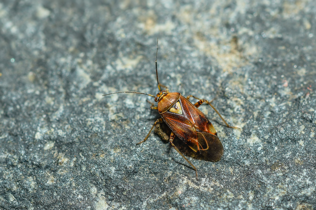 Lygus pratensis - változó mezeipoloska