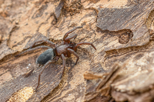 Scotophaeus