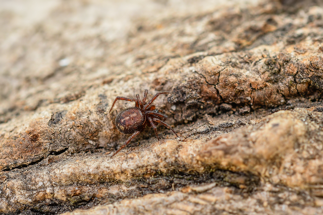 Steatoda bipunctata - kétpettyes faggyúpók