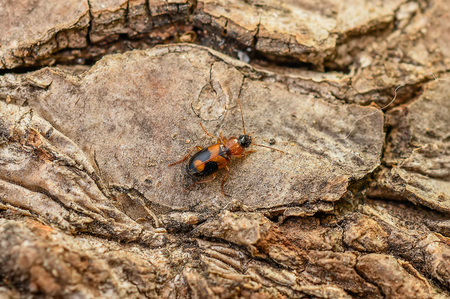 Badister meridionalis - közönséges posványfutonc