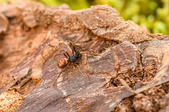 Steatoda bipunctata - kétpettyes faggyúpók