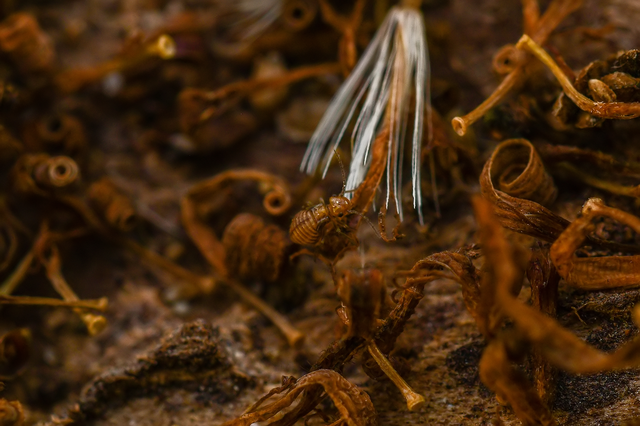 Psocoptera - Fürgetetvek