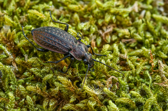 Carabus granulatus - mezei futrinka