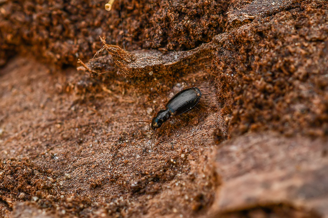 Syntomus pallipes - sárgalábú gyökérfutó
