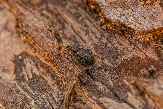 Dorytomus