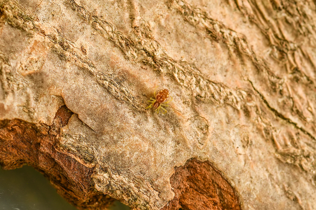 Nigma flavescens - vöröslő hamvaspók
