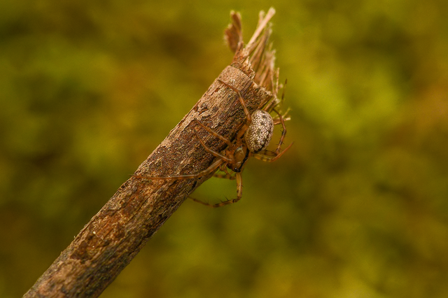 Stemonyphantes lineatus - vonalas vitorlapók