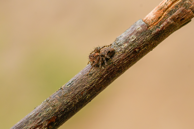 Oxyopes ramosus